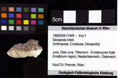 Foto (Objket + Etiketten) von Goniodromites sp. 